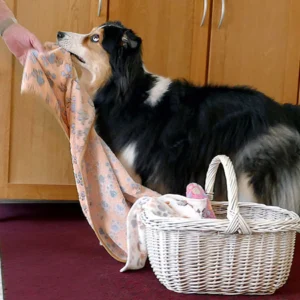 Alltagshelfer auf 4 Pfoten | Hund-Mensch TeamWork