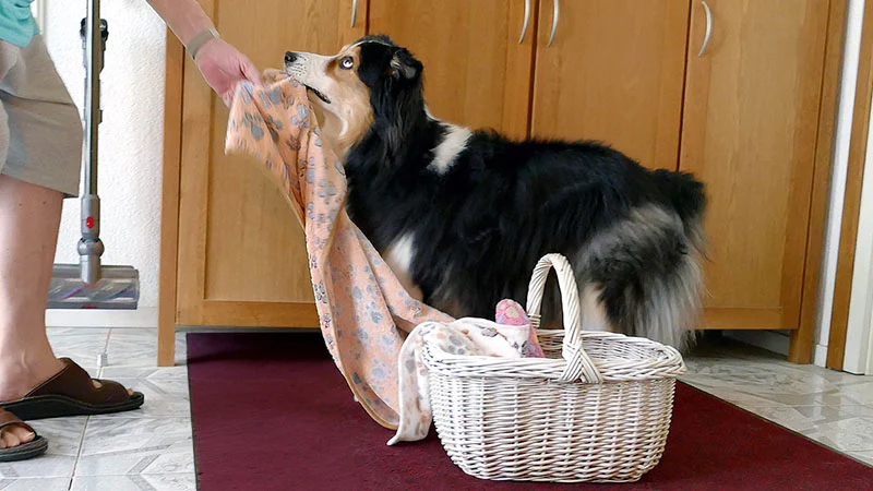 Alltagshelfer auf 4 Pfoten | Hund-Mensch TeamWork