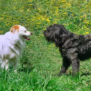 Begegnungstraining | Hund-Mensch TeamWork