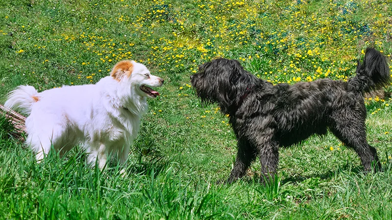 Begegnungstraining | Hund-Mensch TeamWork