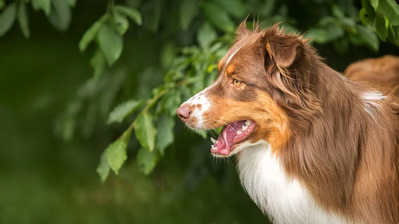 Einzeltraining und Einzelstunden | Mobile Hundeschule Hund-Mensch TeamWork