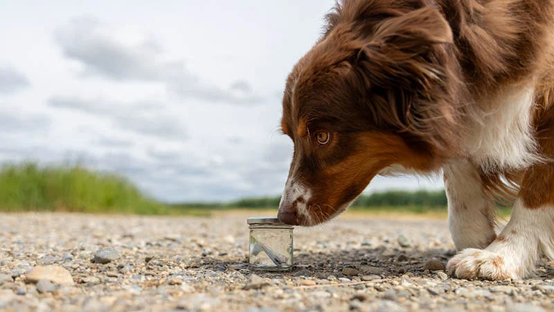 Geruchsdifferenzierung | Hund-Mensch TeamWork