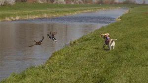 Jagdkontrolltraining | Hund-Mensch TeamWork | Hundetraining Heike Straub
