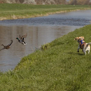 Jagdkontrolltraining | Hund-Mensch TeamWork | Hundetraining Heike Straub