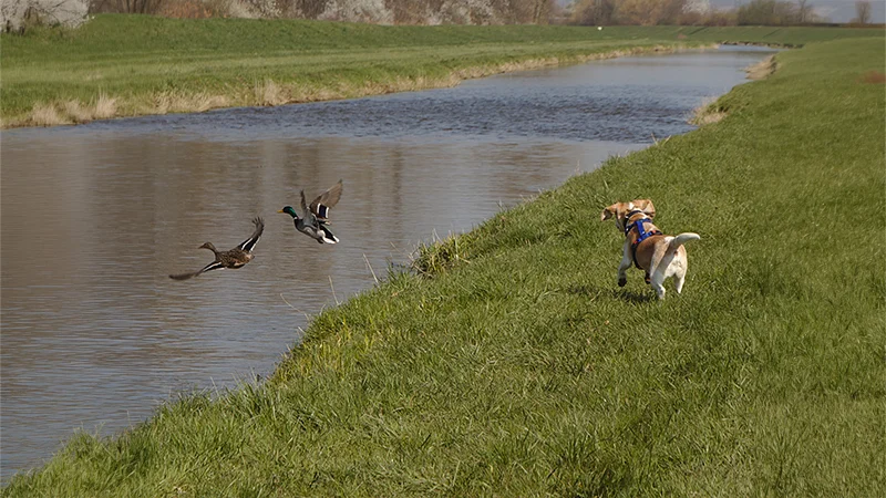 Jagdkontrolltraining | Hund-Mensch TeamWork | Hundetraining Heike Straub