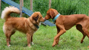 Junghunde und Beginner - TeamWorker im Alltagstraining