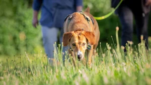 Mantrailing für Familienhunde | Hundschule Hund-Mensch Teamwork | Hundetraining Heike Straub