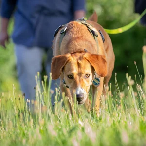 Mantrailing für Familienhunde | Hundschule Hund-Mensch Teamwork | Hundetraining Heike Straub