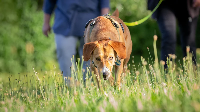 Mantrailing für Familienhunde | Hundschule Hund-Mensch Teamwork | Hundetraining Heike Straub