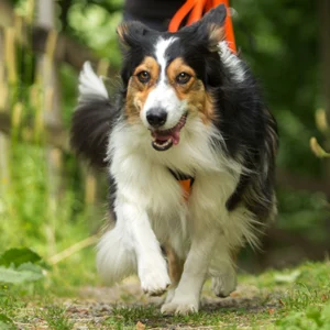 Mantrailing für Familienhunde