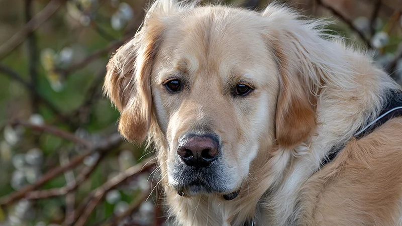 Nasenarbeit für Hunde bei Hund-Mensch TeamWork