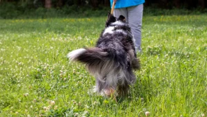 Der zuverlässige Rückruf | Mobile Hundeschule Hund-Mensch TeamWork