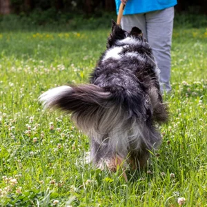 Der zuverlässige Rückruf | Mobile Hundeschule Hund-Mensch TeamWork