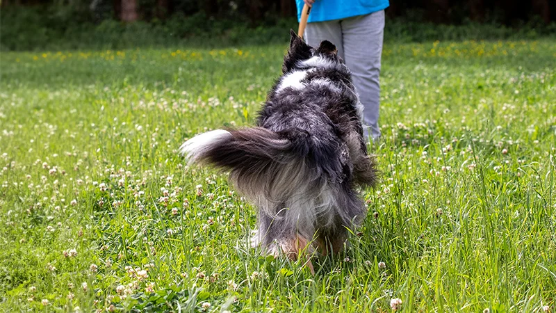 Der zuverlässige Rückruf | Mobile Hundeschule Hund-Mensch TeamWork