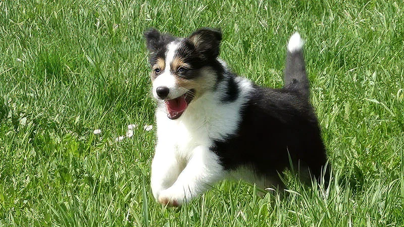 Welpen-Paket | Welpentraining | Mobile Hundeschule Hund-Mensch TeamWork